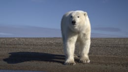 Chulitna Lodge: Kaktovic Polar Bears